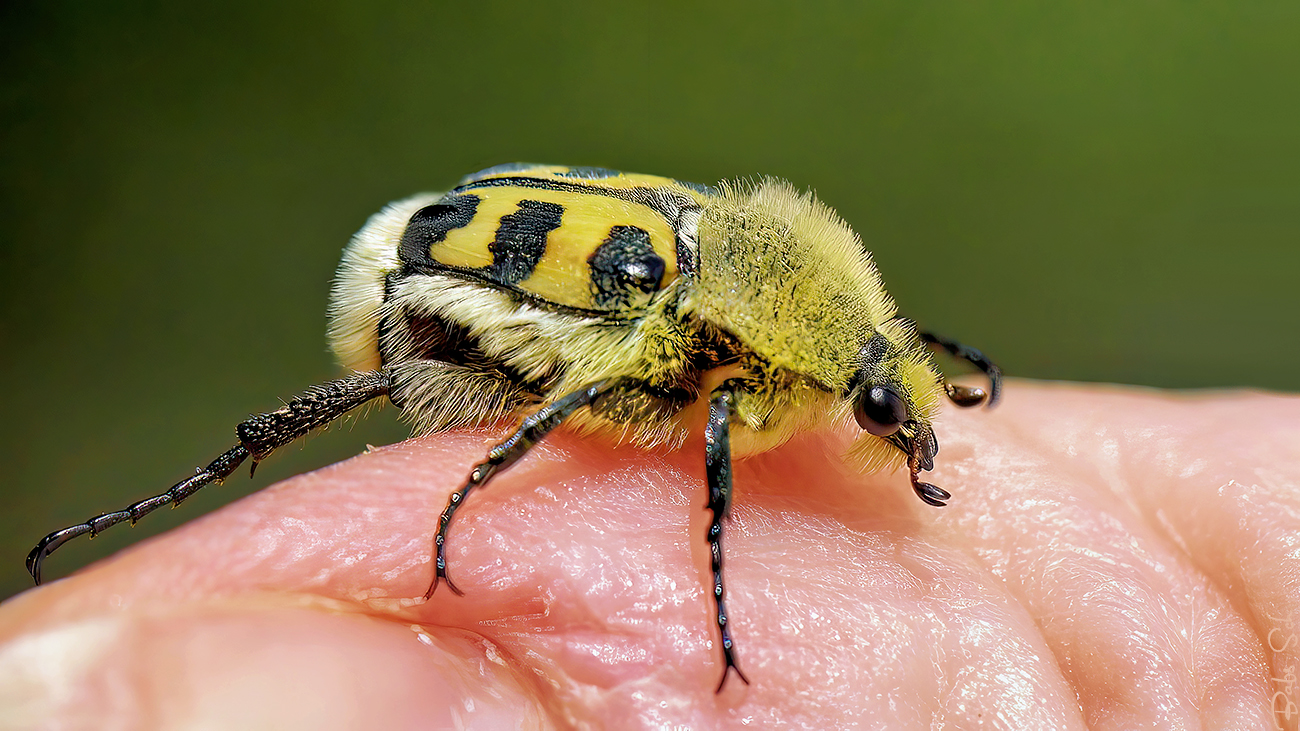 Paintbrush Beetle