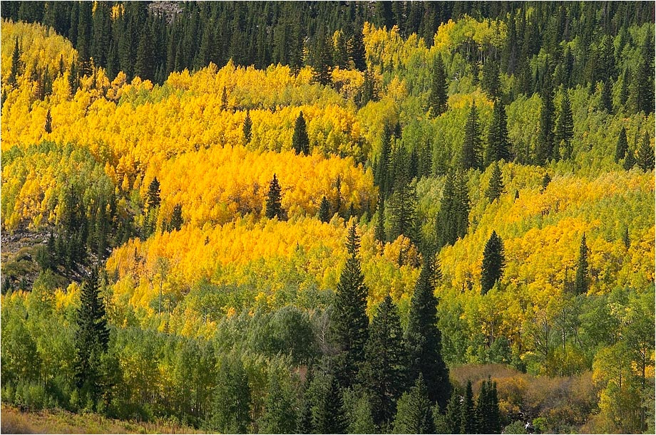 Painted Aspens...