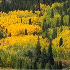 Painted Aspens...