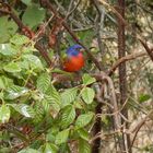 Painted Bunting at the Celery Fields, Sarasota, Florida