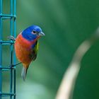 Painted Bunting