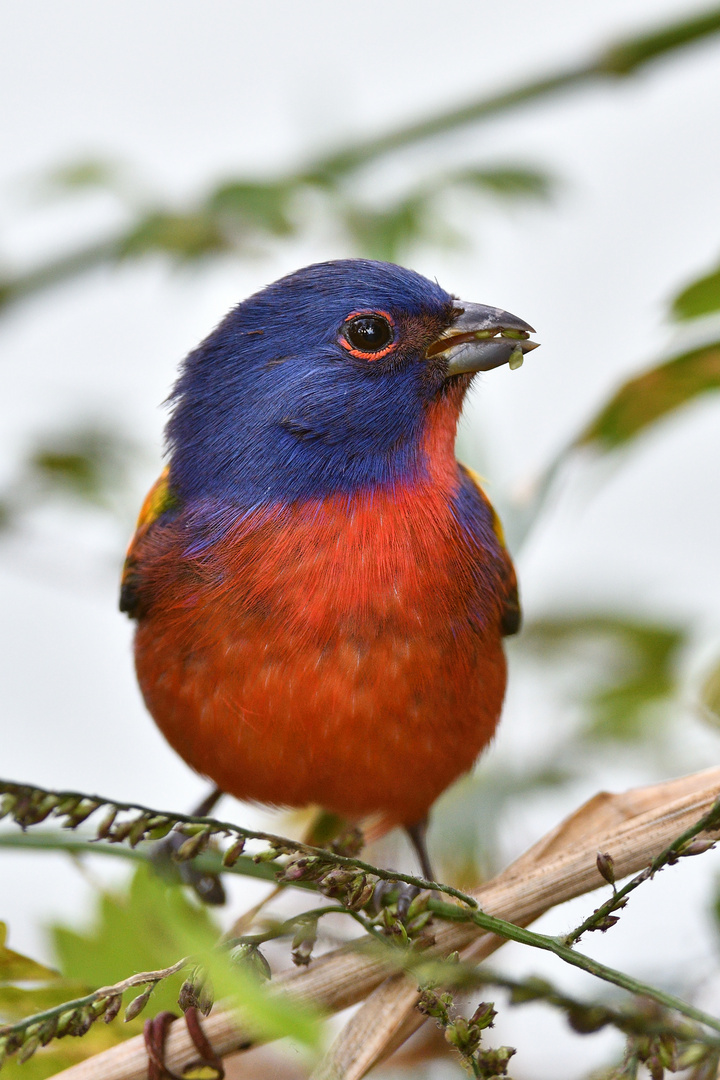 Painted Bunting / Papstfink