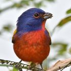 Painted Bunting / Papstfink