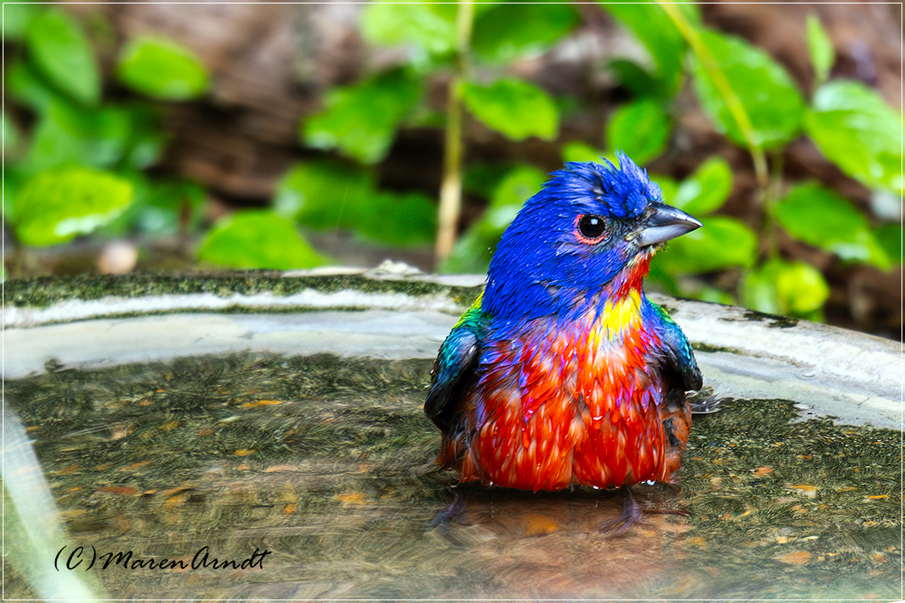 Painted Bunting - Texas