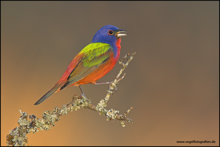 Painted Bunting....oder Vogel ausm Farbeimer...