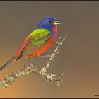 Painted Bunting....oder Vogel ausm Farbeimer...