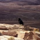 Painted desert