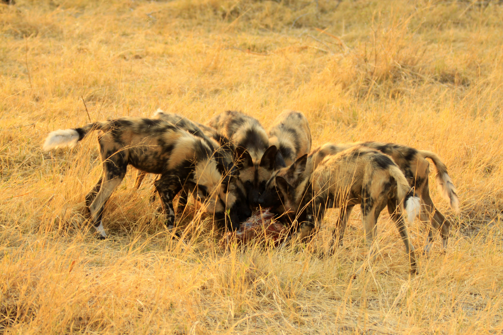 Painted Dogs