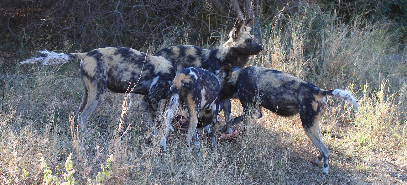 Painted dogs - Afrikanische Wildhunde