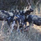 Painted dogs - Afrikanische Wildhunde