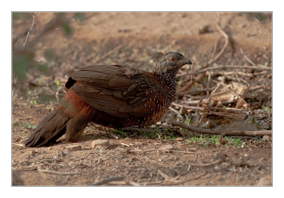 Painted Francolin