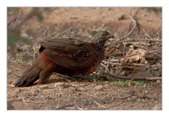 Painted Francolin