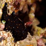 Painted Frogfish (Antennarius pictus)