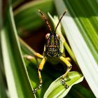 Painted Grasshopper