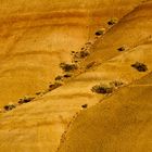 painted hills - detail