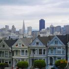 Painted Ladies