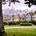 Painted Ladies 