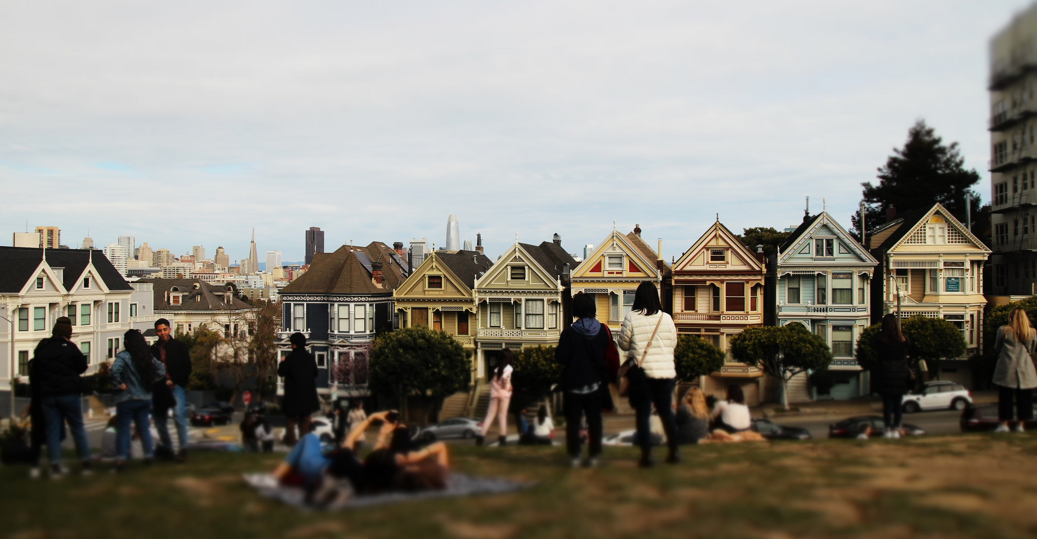 Painted Ladies