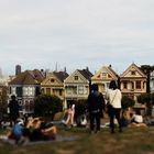 Painted Ladies