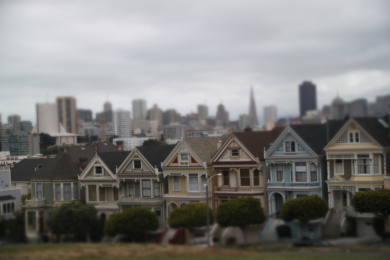 Painted Ladies