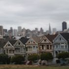 Painted Ladies