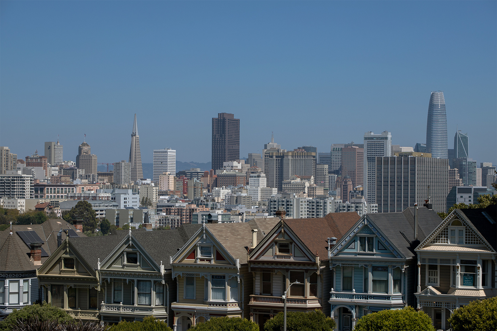 Painted Ladies