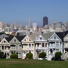 Painted Ladies