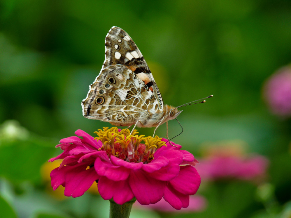 Painted Lady