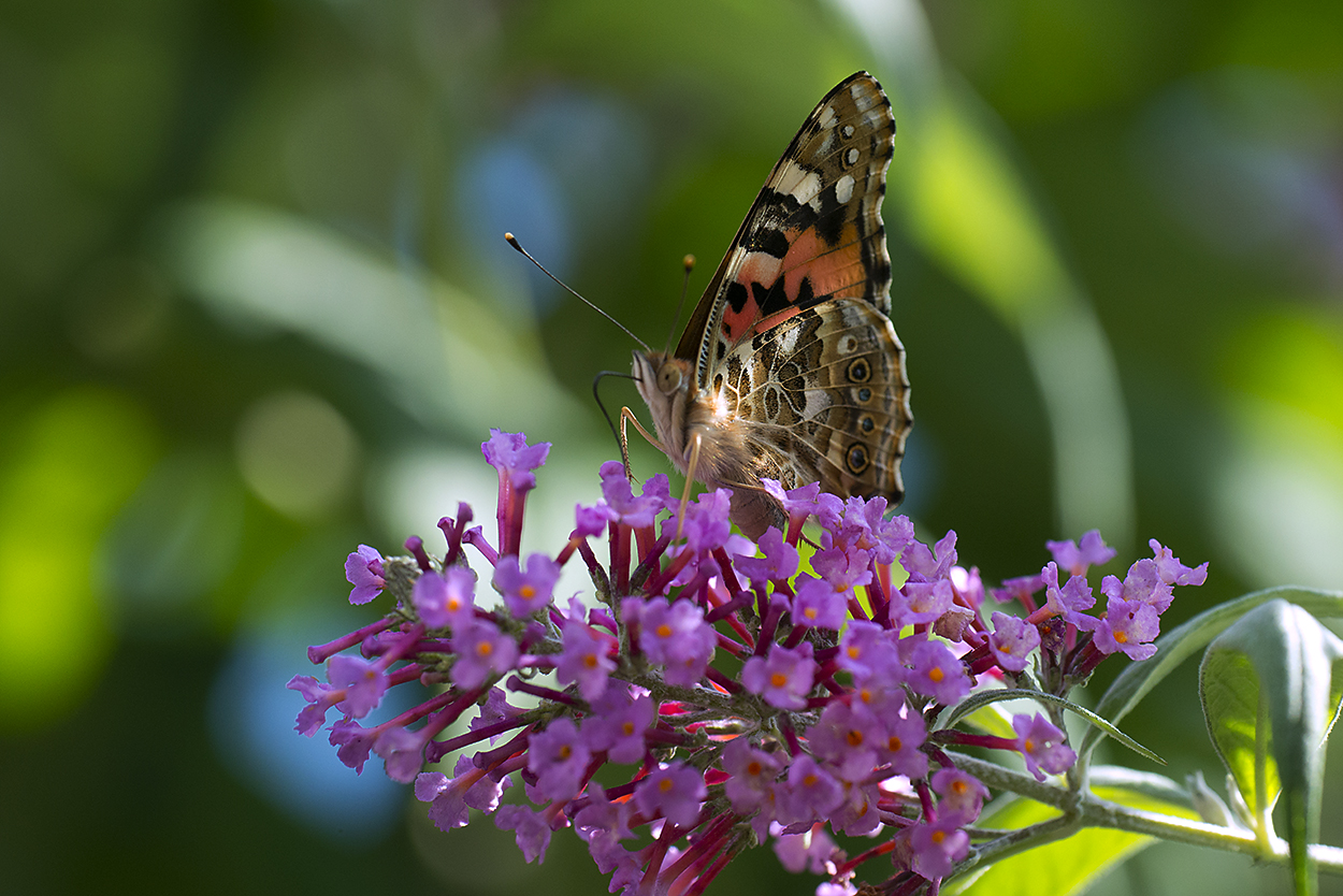 Painted Lady...