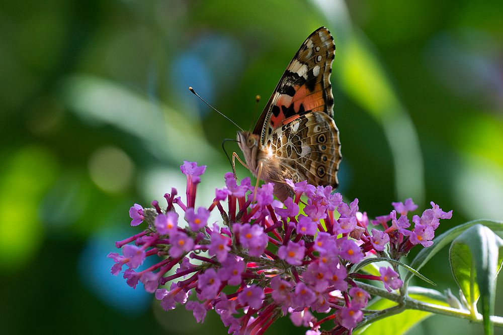 Painted Lady...