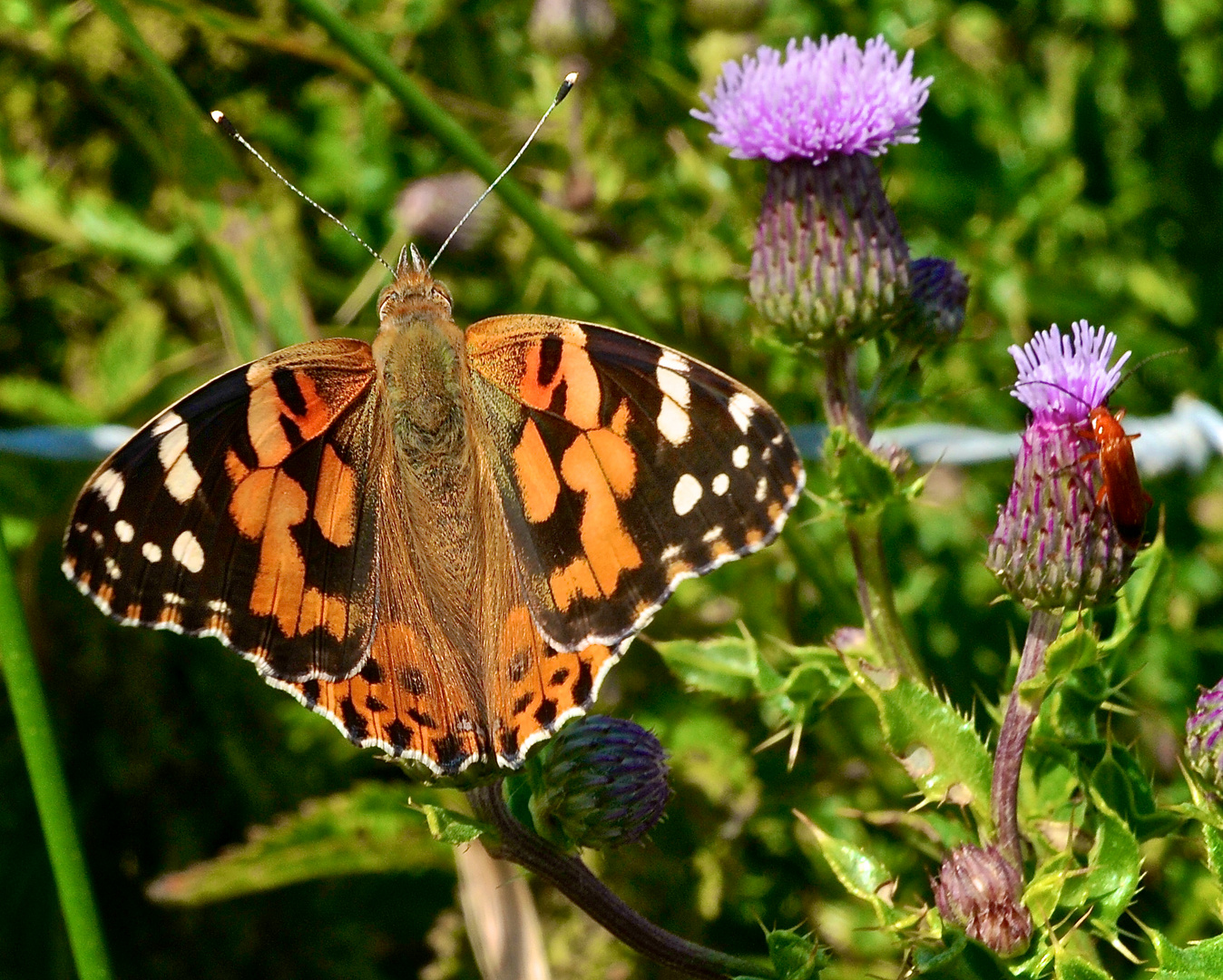 Painted Lady