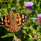 Painted Lady