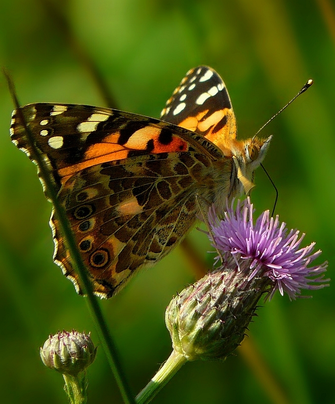 Painted Lady