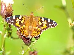 Painted Lady