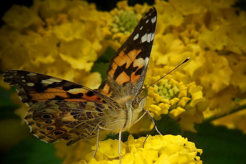 Painted Lady