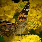 Painted Lady