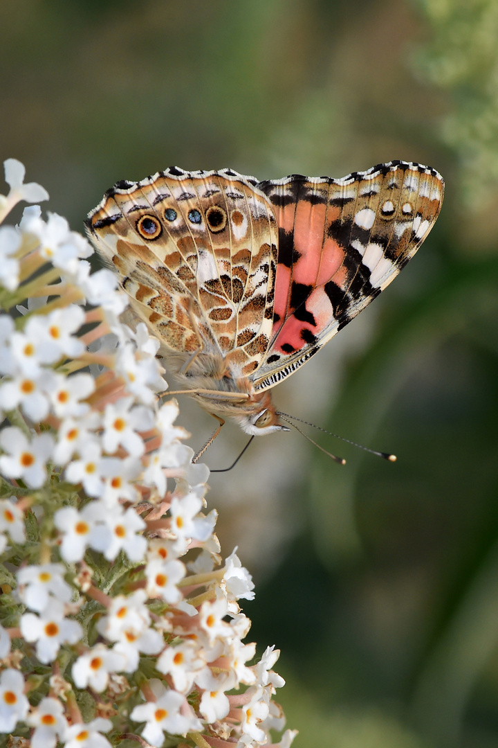 Painted Lady