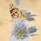 Painted Lady 