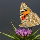 Painted lady