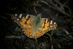 Painted Lady