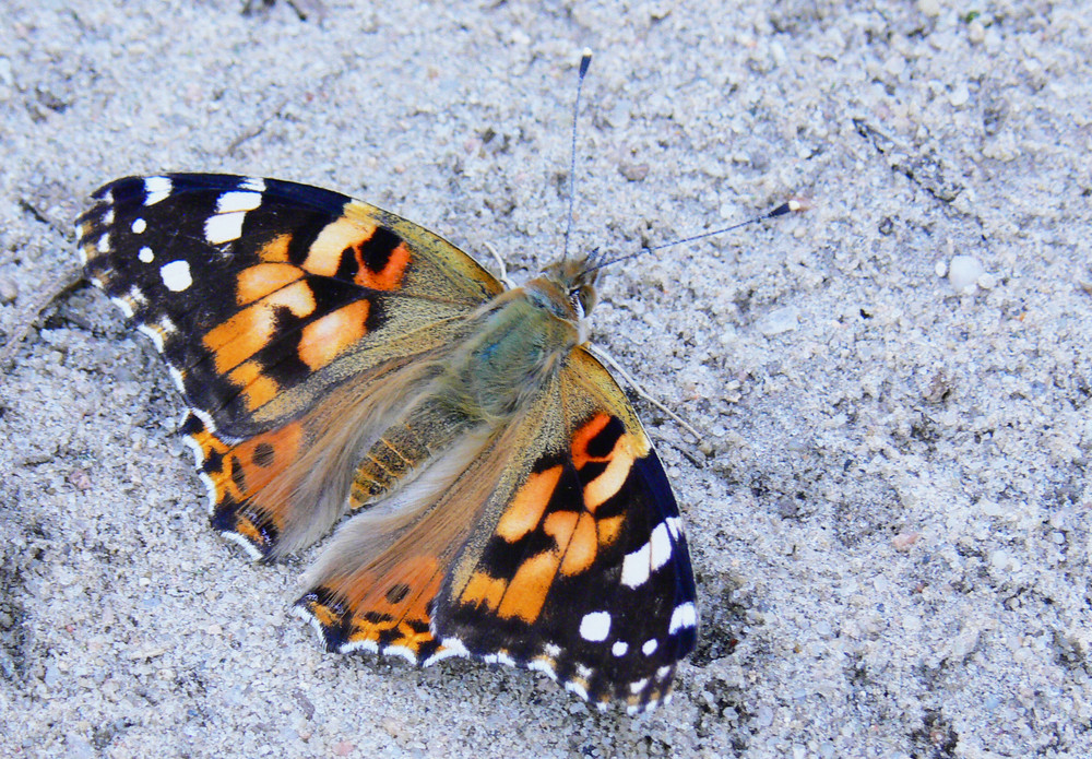 "Painted Lady" (Distelfalter)