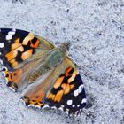 "Painted Lady" (Distelfalter)