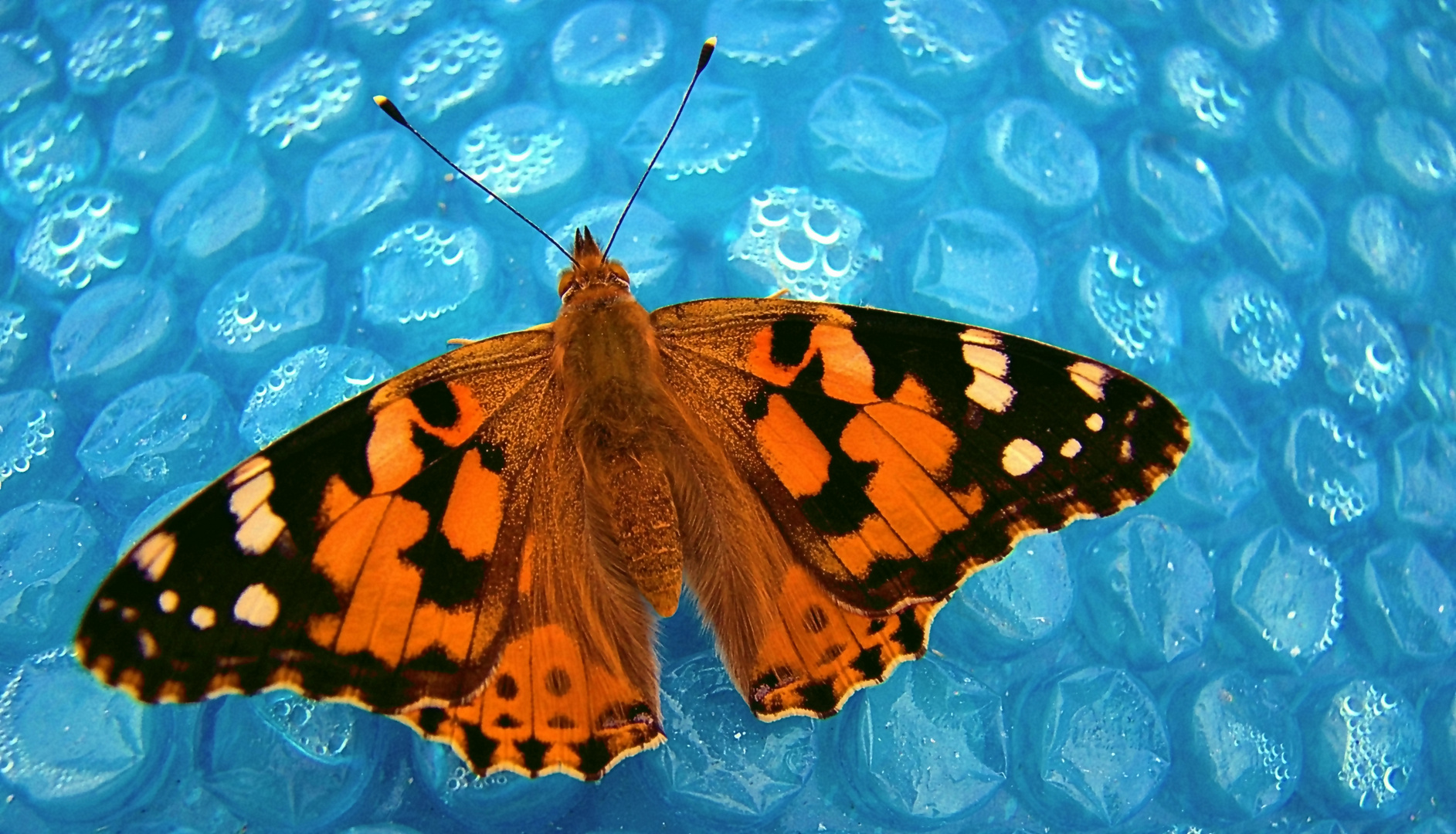 painted lady  -  Distelfalter (Vanessa cardui)