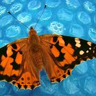 painted lady  -  Distelfalter (Vanessa cardui)