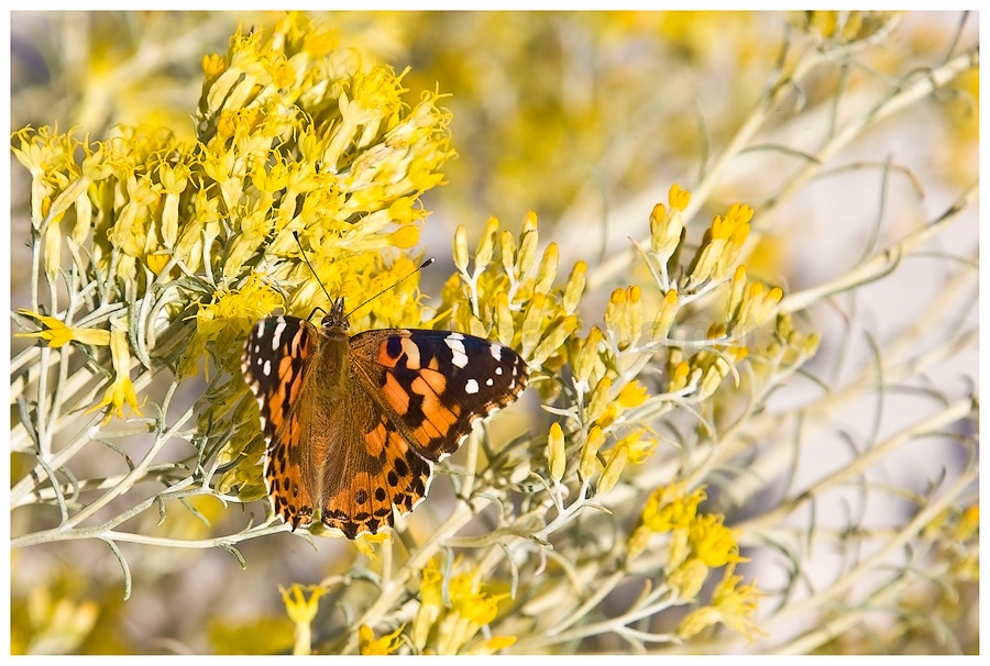 Painted Lady, oder...