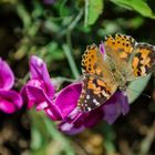 Painted Lady On Wild Pea