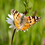 Painted Lady, Vanessa cardui  Denver Mai2009 