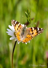 Painted Lady, Vanessa cardui  Denver Mai2009 