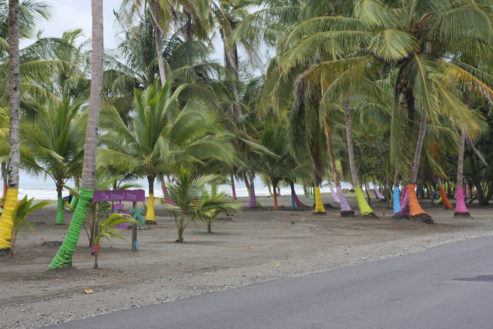 Painted Palms