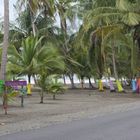 Painted Palms